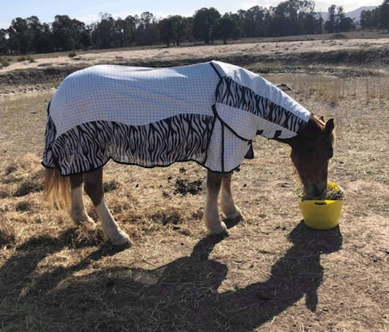 ** NEW** Design Fly Rug for Horse / Pony / Shetland Heavyweight Full Neck Combo