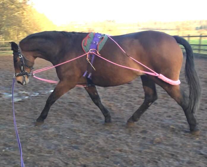 NEW Horse Lunging Training Aid Pessoa based PINK one size fits all F/C/P/MINI