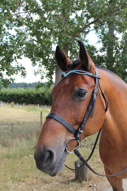 New Designer Ve Turquoise Crystal Browband  Spring Promotional offer Black