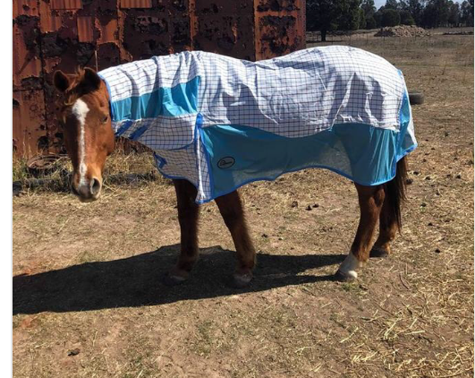 ** NEW** Design Fly Rug for Horse / Pony / Shetland  Heavyweight Full Neck Combo