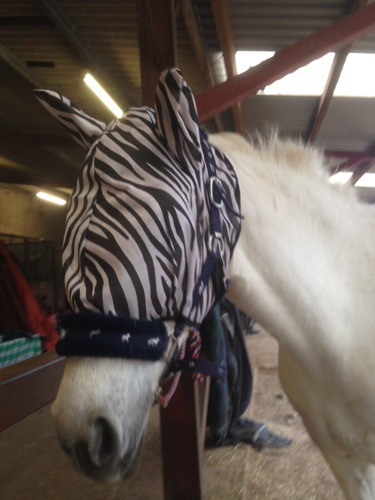 2 DAYS SALE HORSE/COB/PONY MESH FLY MASK HOOD ZEBRA PRINT BEST SELLER  FREE P/P