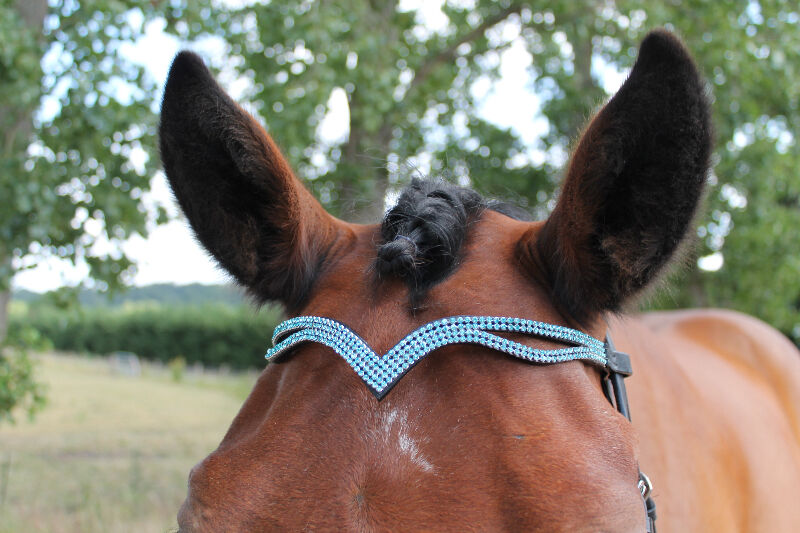 New Designer Ve Turquoise Crystal Browband  Spring Promotional offer Black