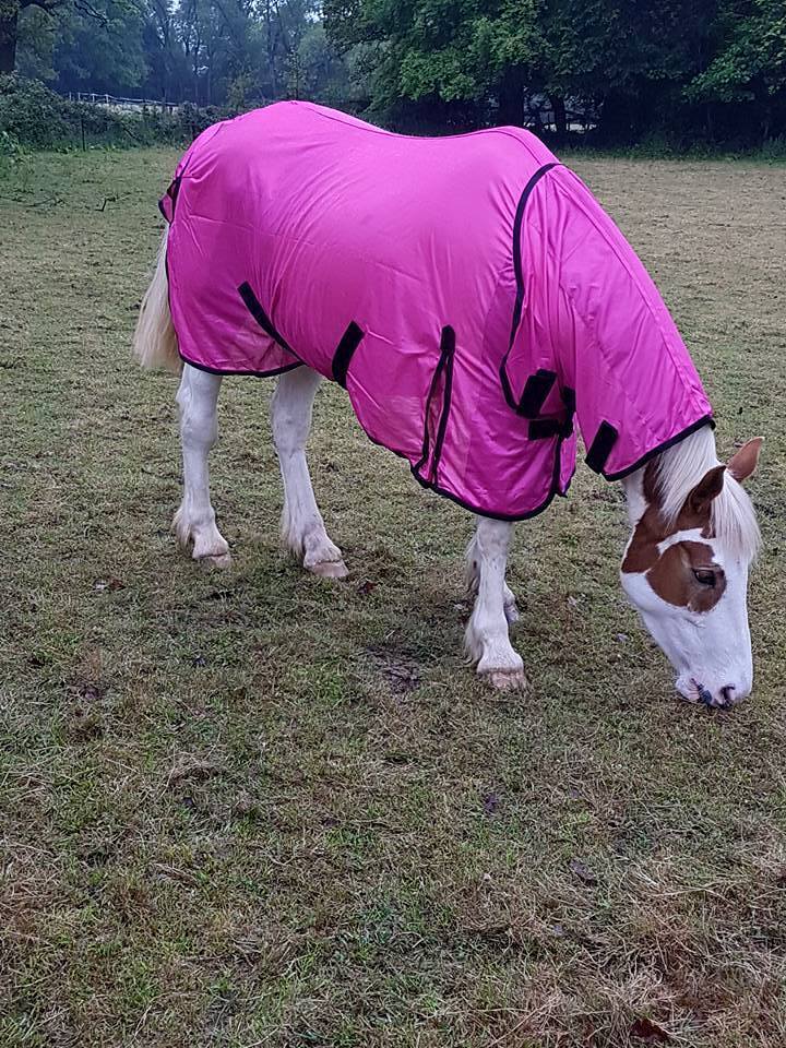 3 DAY SALE  New Design Horse fly rug combo attached neck cover Choice of colors