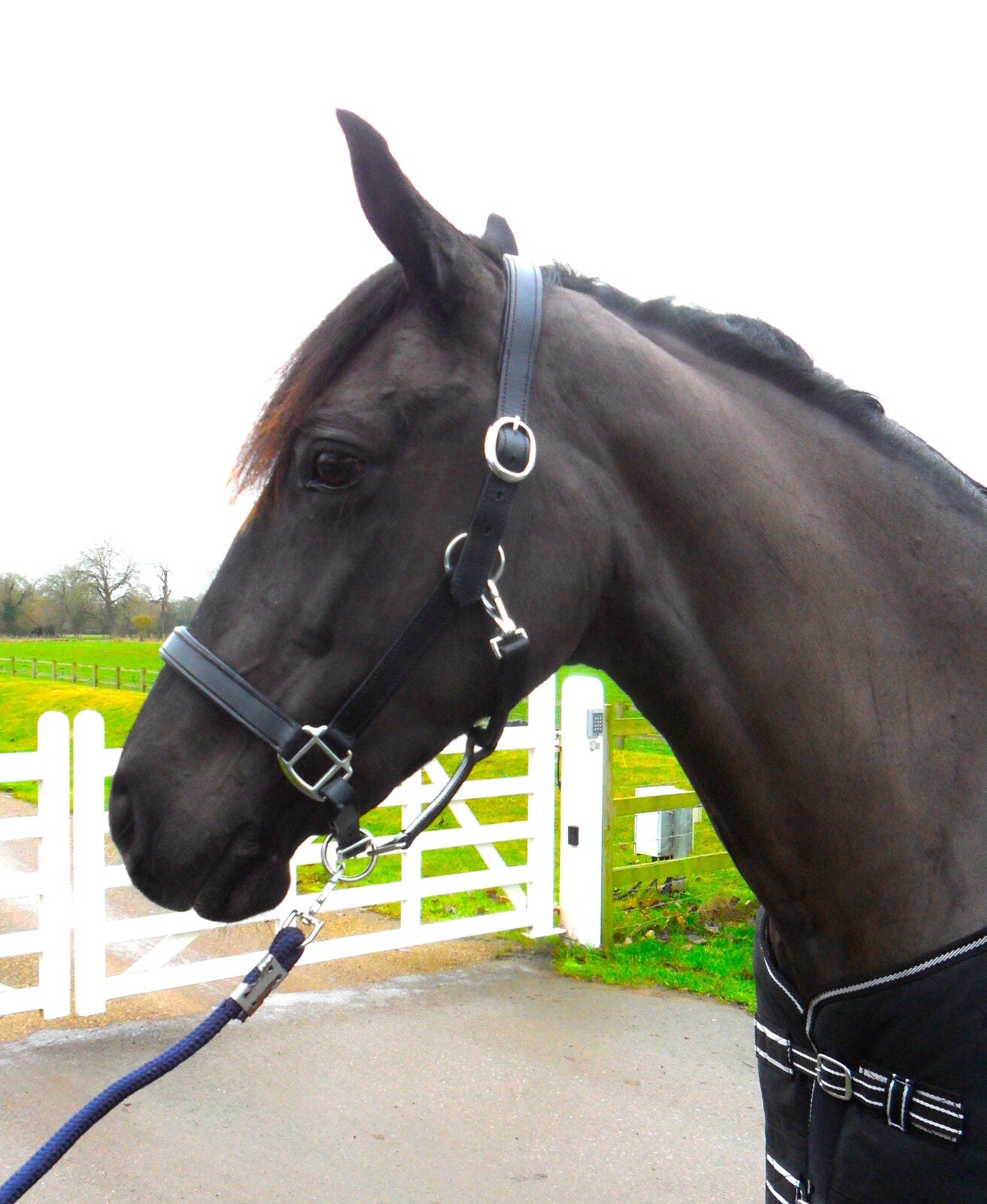 New Heavy Duty Leather SHOW Halter Headcollar – FULL/COB/PONY Black