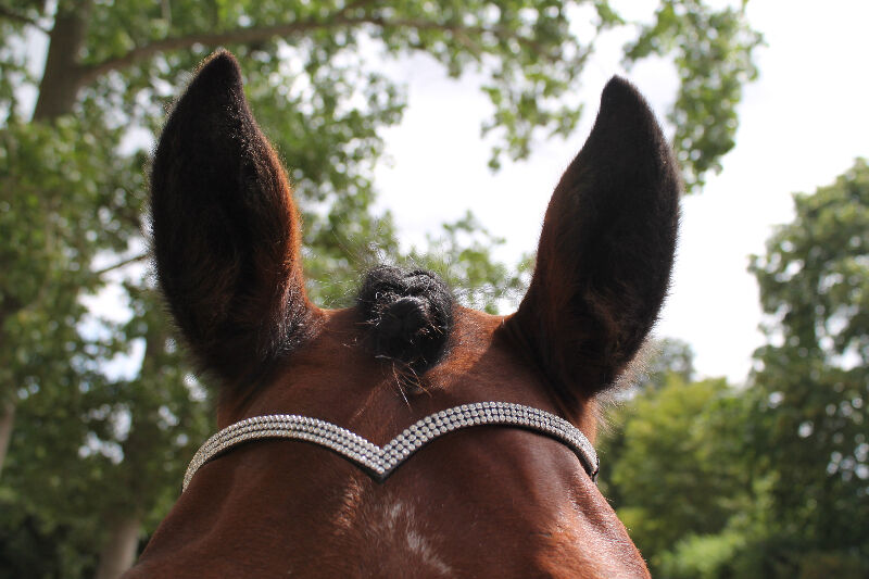 New Designer Ve Shaped 3 rows Clear Crystal Browband full -16" Black on sale
